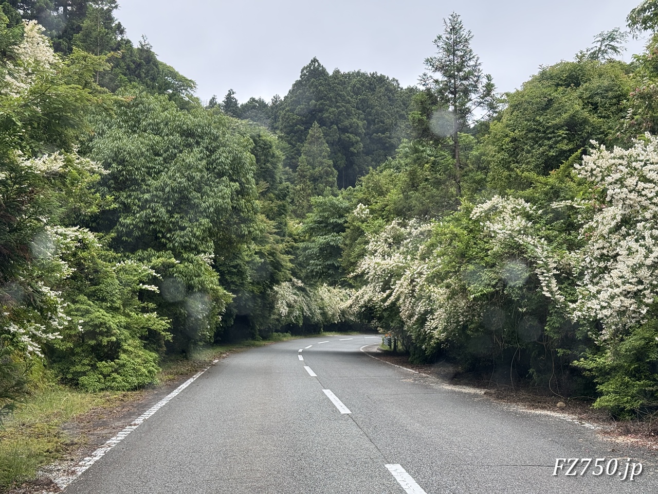 西伊豆スカイラインの両脇の木々の白い花はなんだろう