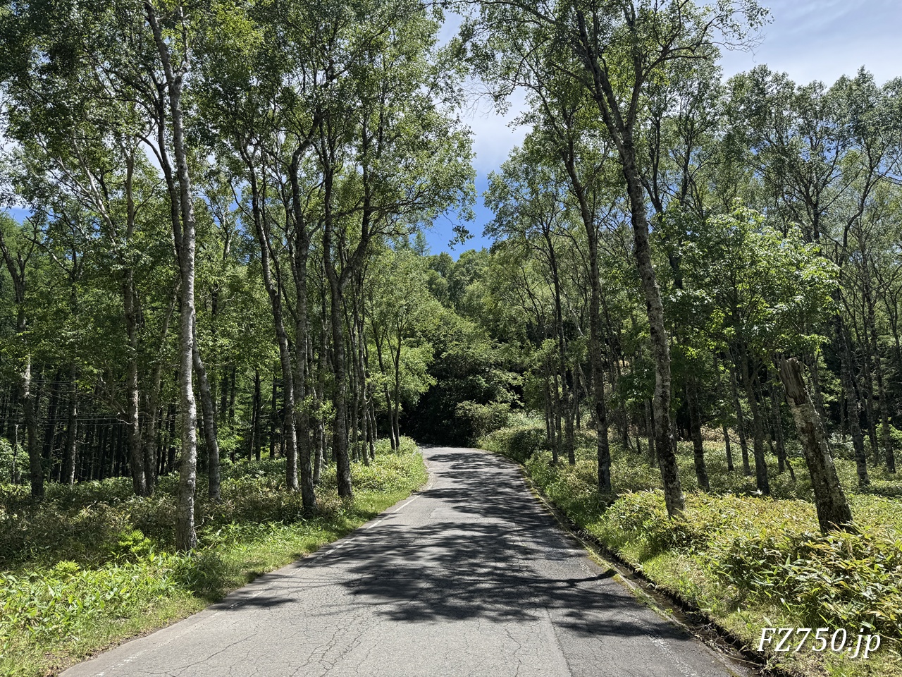 美ヶ原高原 白樺平
