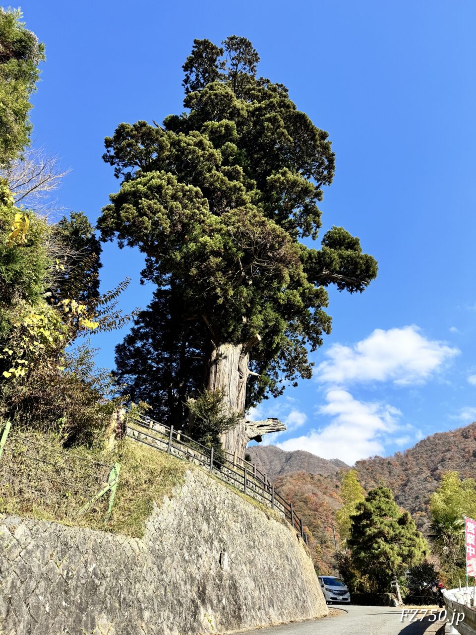 中川の箒杉