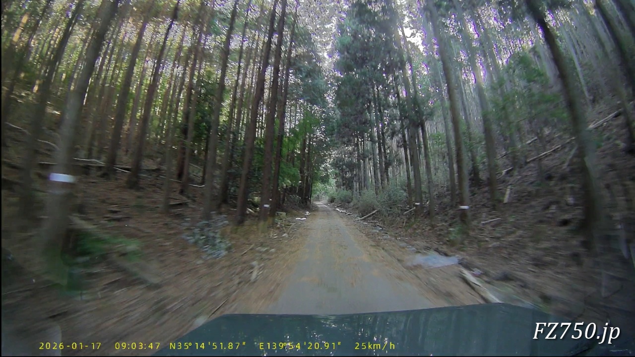 林道鬼涙山線は杉林を抜ける道