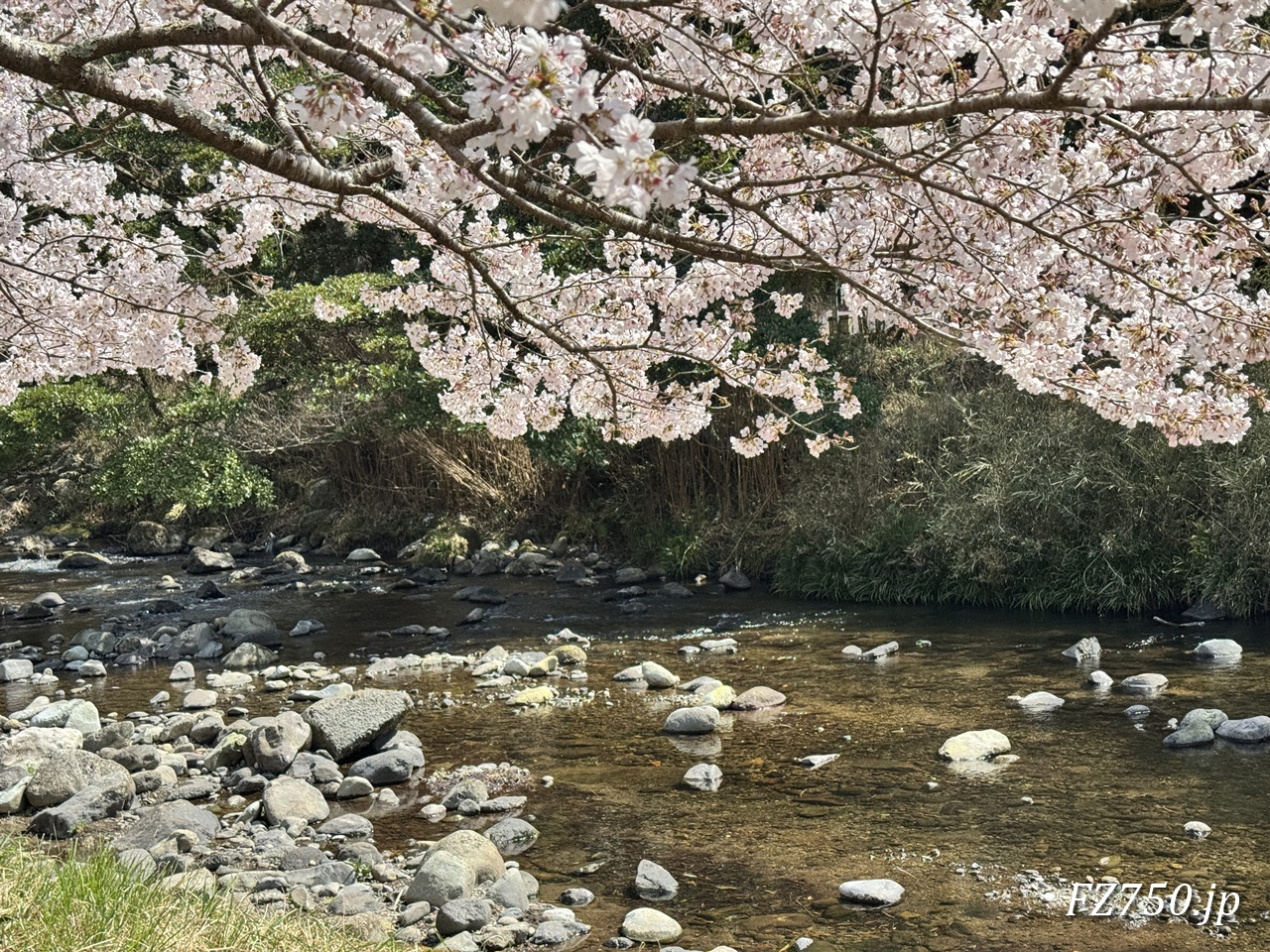 松崎町大沢地区の桜
