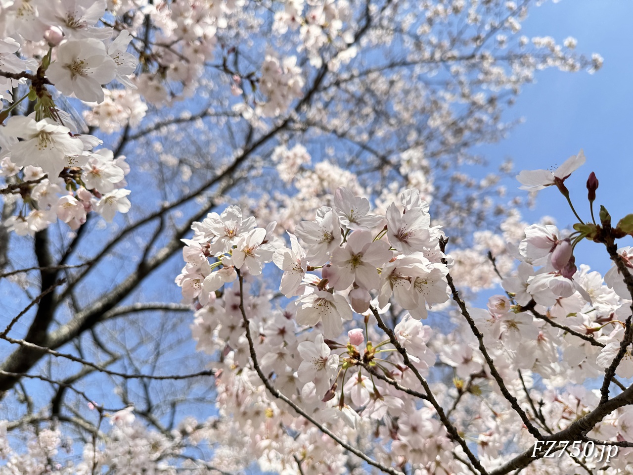 松崎町大沢地区の桜は綺麗でした